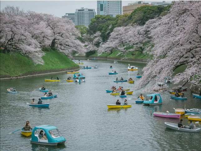 Giới trẻ Nhật Bản thích thú chụp ảnh dưới những tán hoa anh đào đẹp mê mẩn - Ảnh 9.