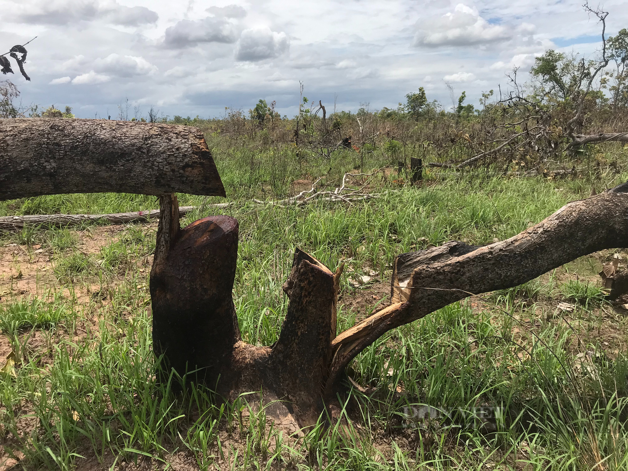 Vụ phá rừng quy mô lớn tại Đắk Lắk: Hàng ngàn mét khối gỗ bị cưa hạ - Ảnh 2.
