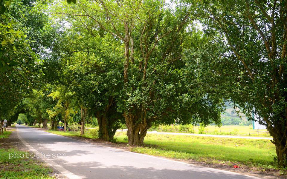 Vùng đất linh thiêng này ở Tuyên Quang có vô số những cây duối cổ thụ, ai đến đây cũng cố chụp ảnh, quay phim