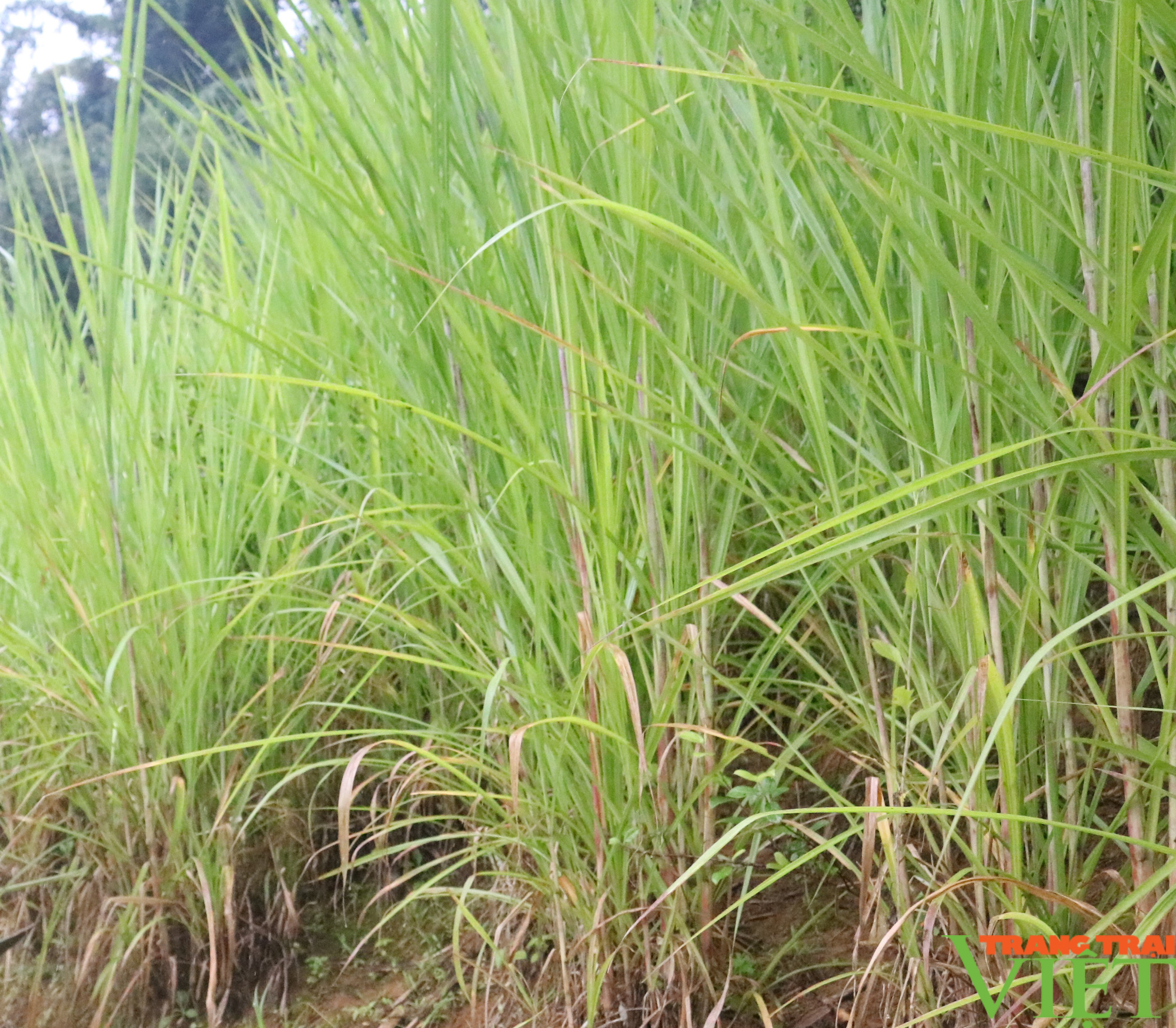 Chàng thanh niên bỏ nghề công nhân trở về quê hương khởi nghiệp - Ảnh 3. Chàng thanh niên bỏ nghề công nhân trở về quê hương khởi nghiệp - Ảnh 3.
