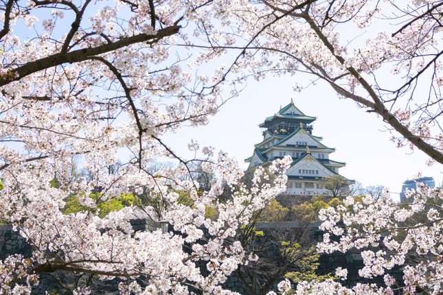 Giới trẻ Nhật Bản thích thú chụp ảnh dưới những tán hoa anh đào đẹp mê mẩn - Ảnh 10.
