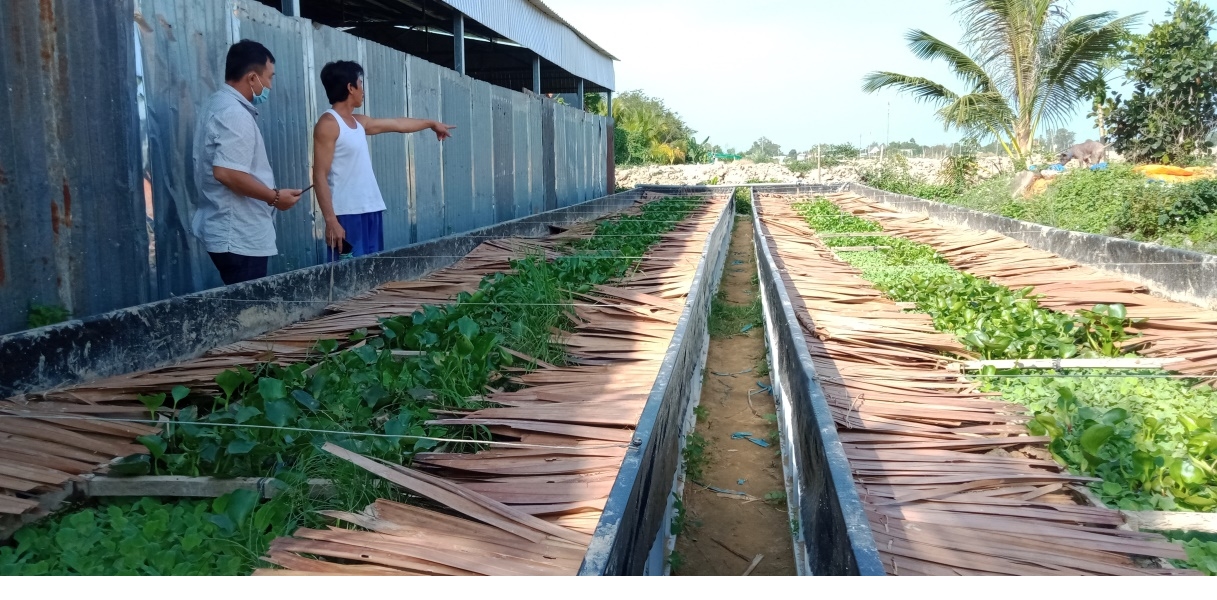 An Giang: Nuôi lươn công nghệ cao dày đặc, giữa bể thả bèo xanh rì, nhiều người kéo đến xem - Ảnh 1.