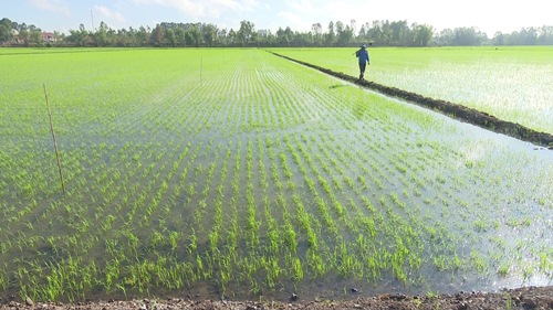 Bỏ phân hóa học dùng phân hữu cơ trồng lúa, nông dân huyện này ở Đồng Tháp, vì sao lại lợi cả đôi đường? - Ảnh 2.