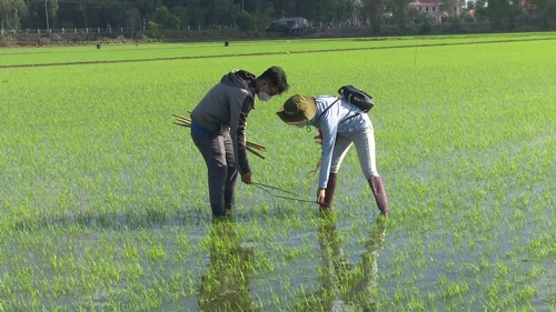Bỏ phân hóa học dùng phân hữu cơ trồng lúa, nông dân huyện này ở Đồng Tháp, vì sao lại lợi cả đôi đường? - Ảnh 3.
