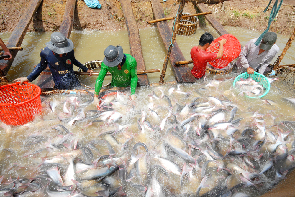 &quot;Cơn sốt&quot; giá cá tra lặp lại, nông dân đổ xô mua cá tra giống mà không biết &quot;gió đổi chiều&quot; lúc nào? - Ảnh 1.