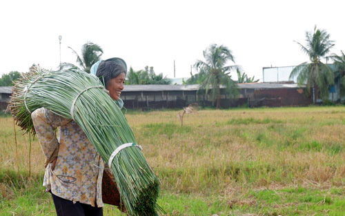 Hàng trăm năm qua, dân vùng này ở Long An vẫn &quot;giữ khư khư&quot; nghề trồng loài cỏ dại thân rõ là dài