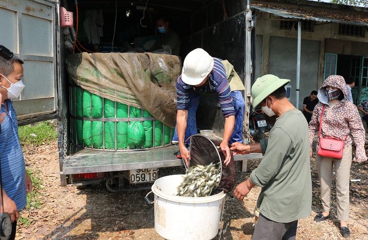 Nuôi cá trong ruộng lúa, cho ăn sâu bọ cá nhanh lớn, 1 huyện hỗ trợ nông dân 45.000 con cá chép giống - Ảnh 2.