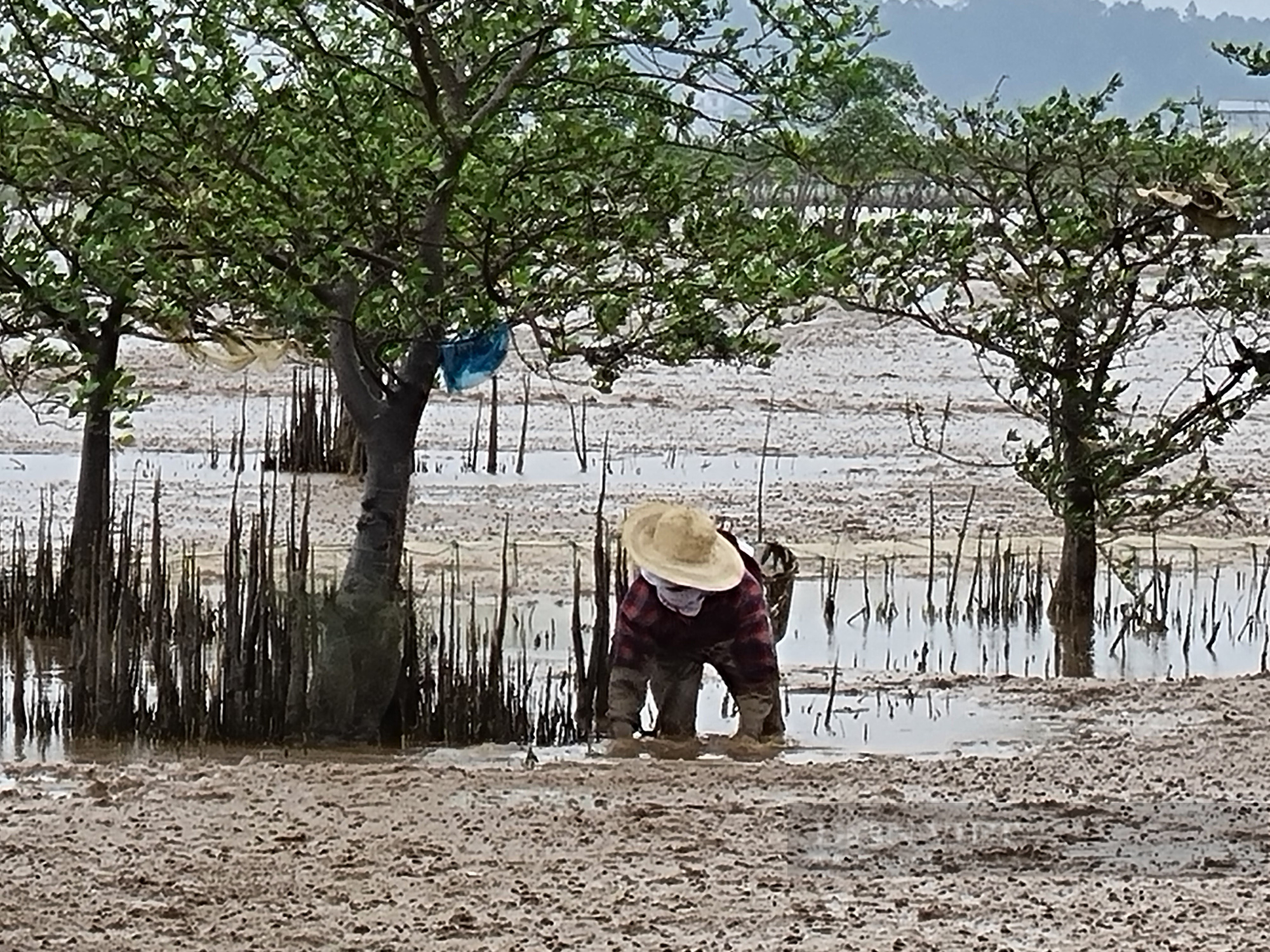 Thanh Hóa: Những phụ nữ tay không bắt cua biển giữa bãi bùn lầy - Ảnh 4.