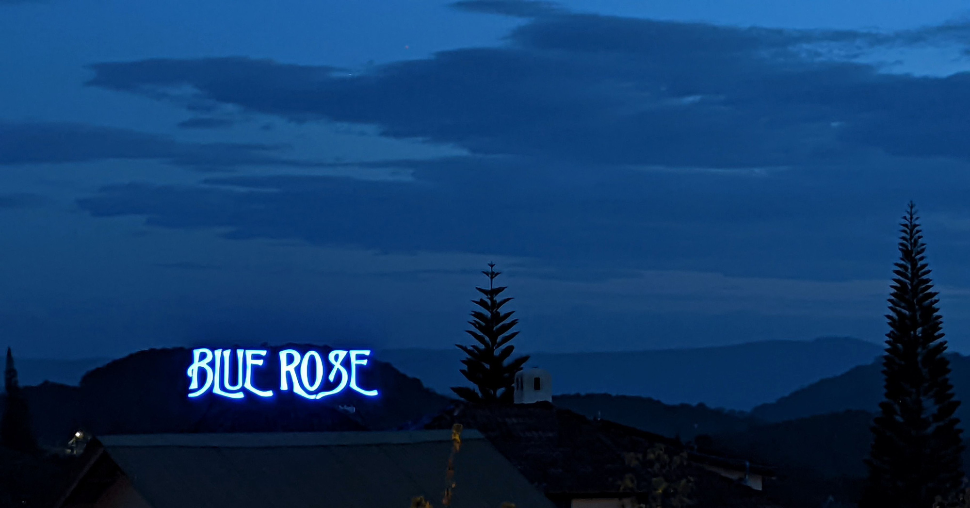 Blue Rose, a blue rose that brings silence in a dreamland