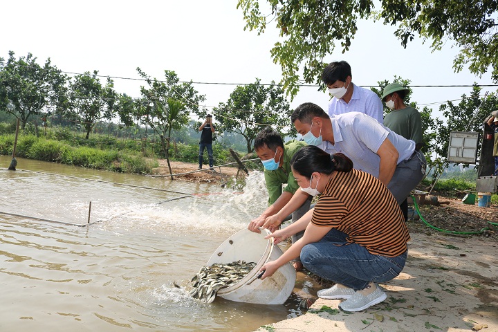 Nuôi cá trong ruộng lúa, cho ăn sâu bọ cá nhanh lớn, 1 huyện hỗ trợ nông dân 45.000 con cá chép giống - Ảnh 3.