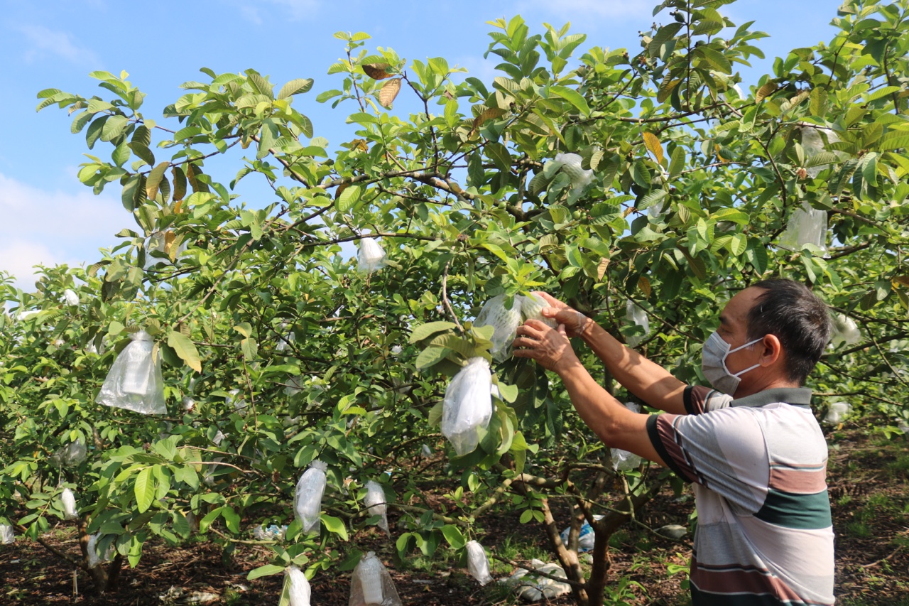 Nông dân Đồng Nai xắn tay tự làm phân bón, thuốc trừ sâu, cây ăn trái vẫn ra quả ầm ầm, tiền lời vẫn tốt - Ảnh 3.