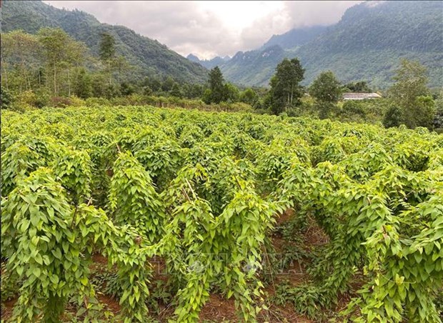 Yên  Bái: Nông dân liên kết trồng những cây dược liệu gì mà giữ được rừng lại tăng thu nhập? - Ảnh 1.