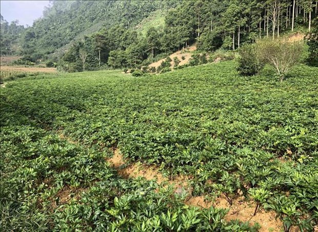 Yên  Bái: Nông dân liên kết trồng những cây dược liệu gì mà giữ được rừng lại tăng thu nhập? - Ảnh 3.