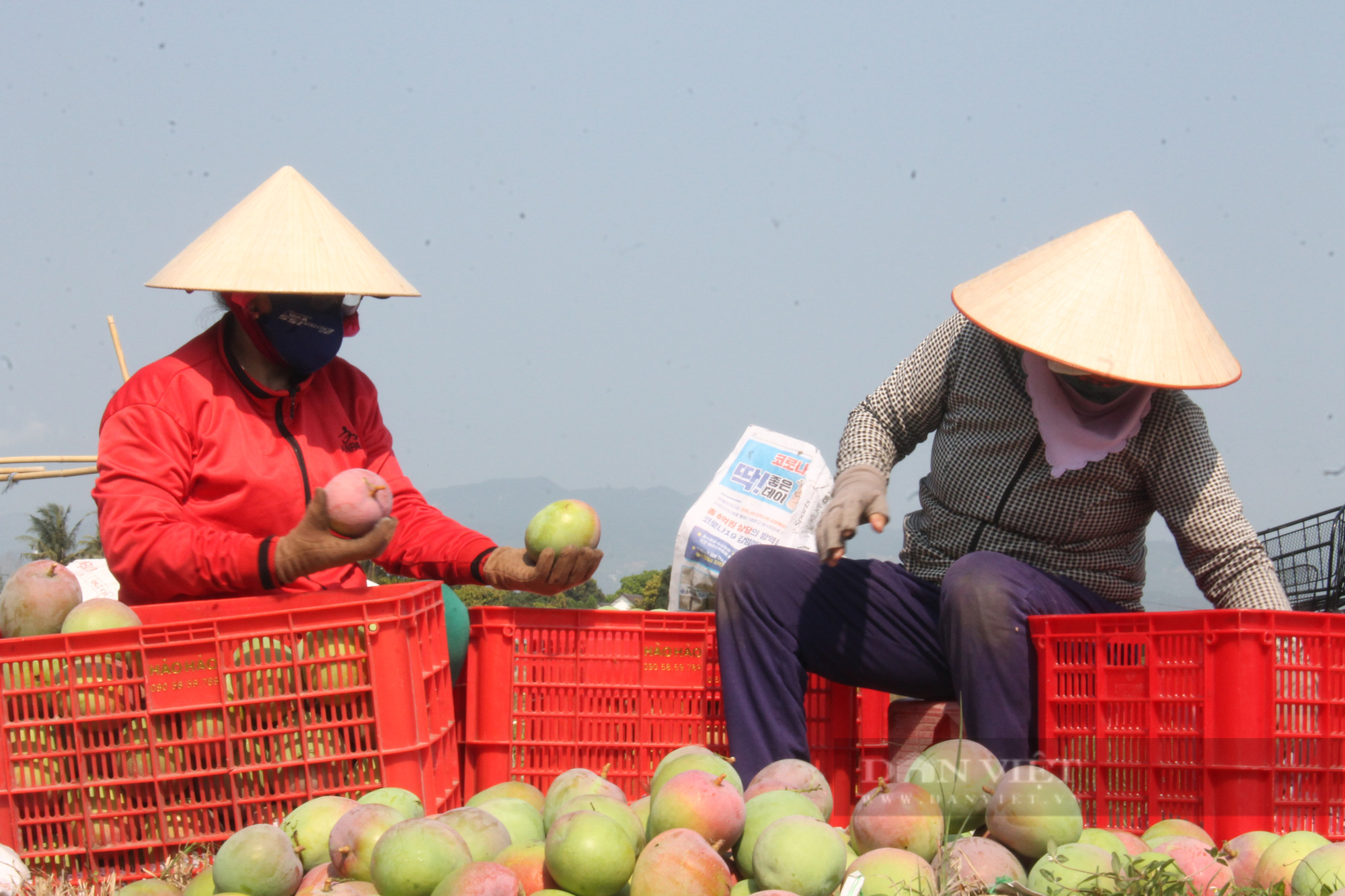 Xoài Úc rớt giá “khủng khiếp” nông dân Khánh Hòa nghẹn ngào - Ảnh 1.