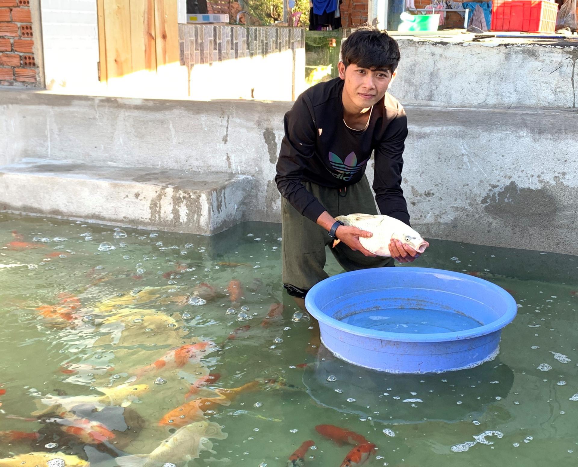 Nuôi thứ cá ví như &quot;quốc ngư Nhật Bản&quot;, trai làng Đắk Lắk bán ra phố thu tiền tỷ - Ảnh 1.