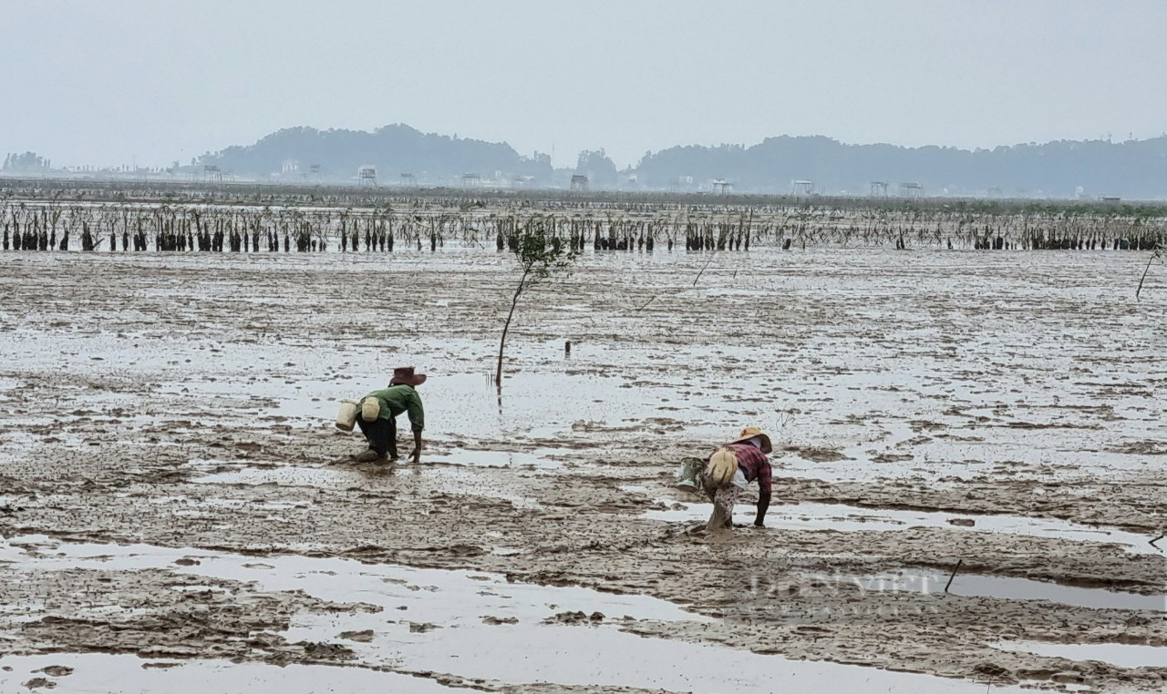 Thanh Hóa: Những phụ nữ tay không bắt cua biển giữa bãi bùn lầy - Ảnh 6.