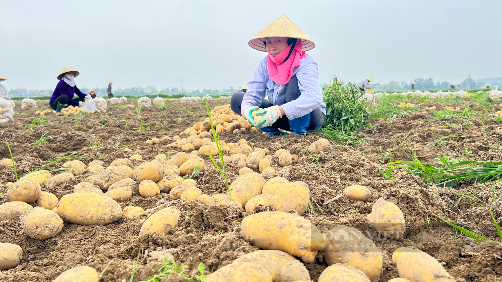 Đưa giống khoai tây Đức về trồng, một Bí thư đoàn xã đang tạo việc làm cho hàng chục người dân địa phương - Ảnh 1.