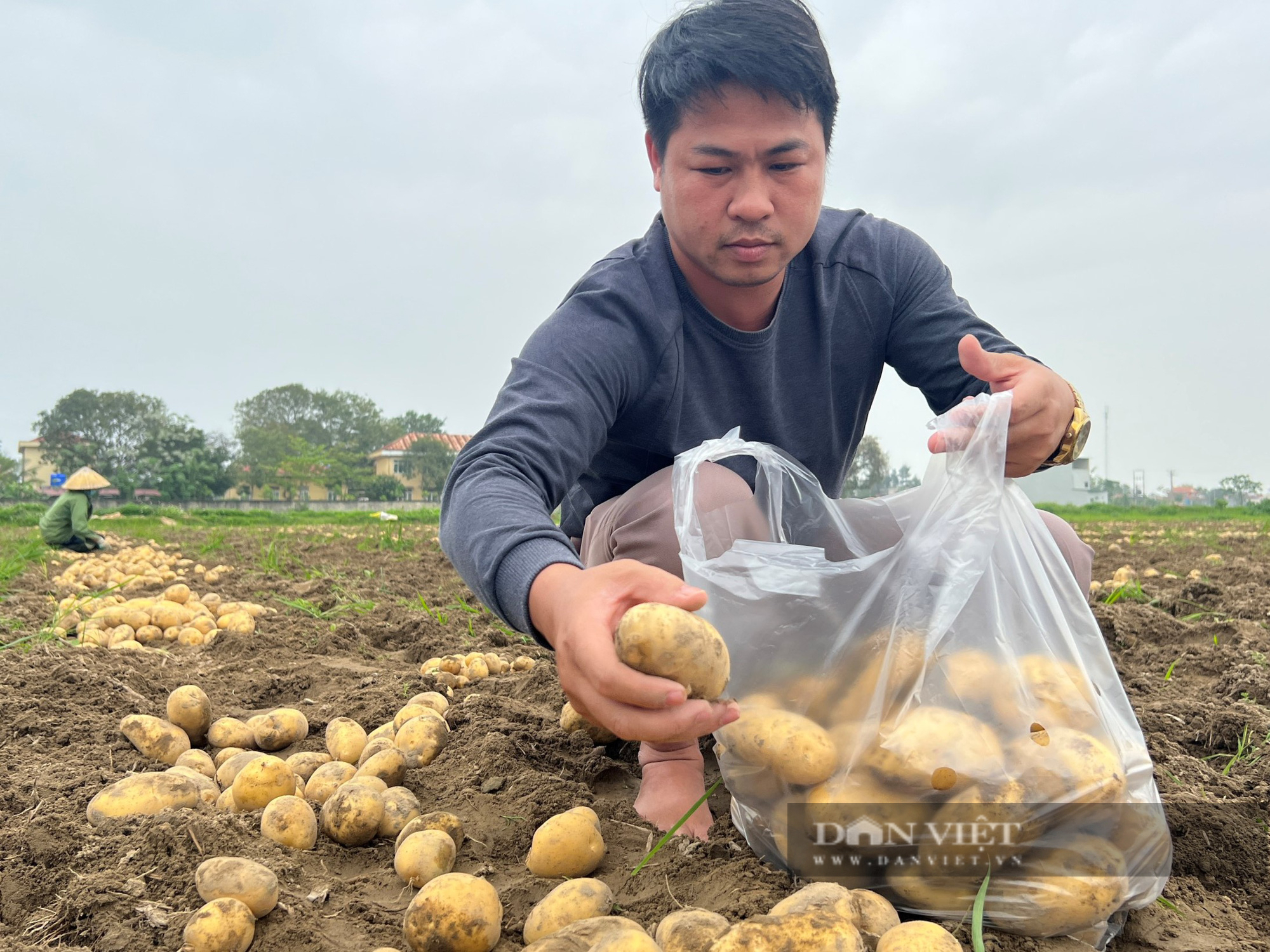 Đưa giống khoai tây Đức về trồng, một Bí thư đoàn xã đang tạo việc làm cho hàng chục người dân địa phương - Ảnh 4.