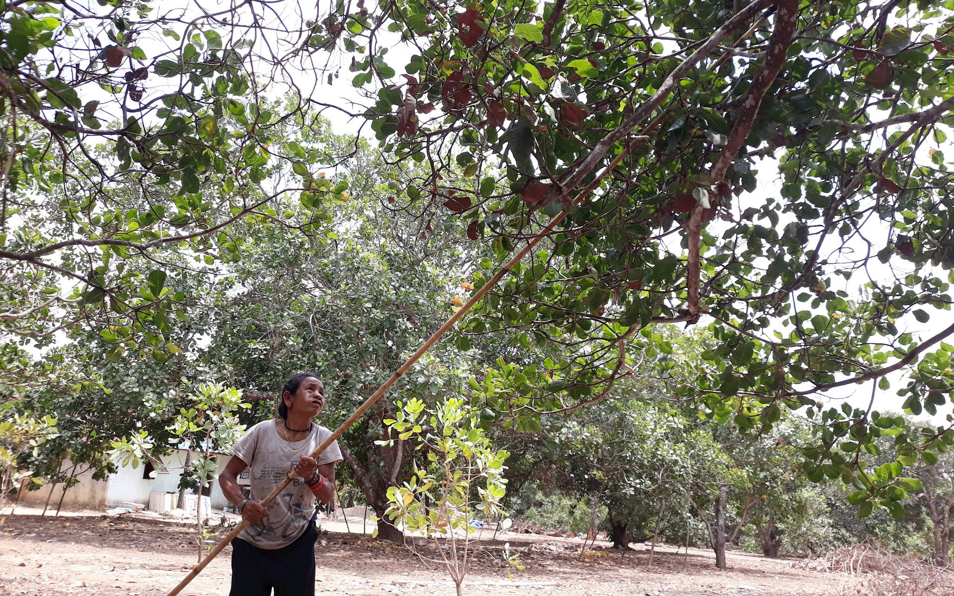 Thứ cây gì trái chín rộ, đã mất mùa giá bán lại giảm, nông dân nơi này của Bình Thuận vẫn &quot;khều&quot;