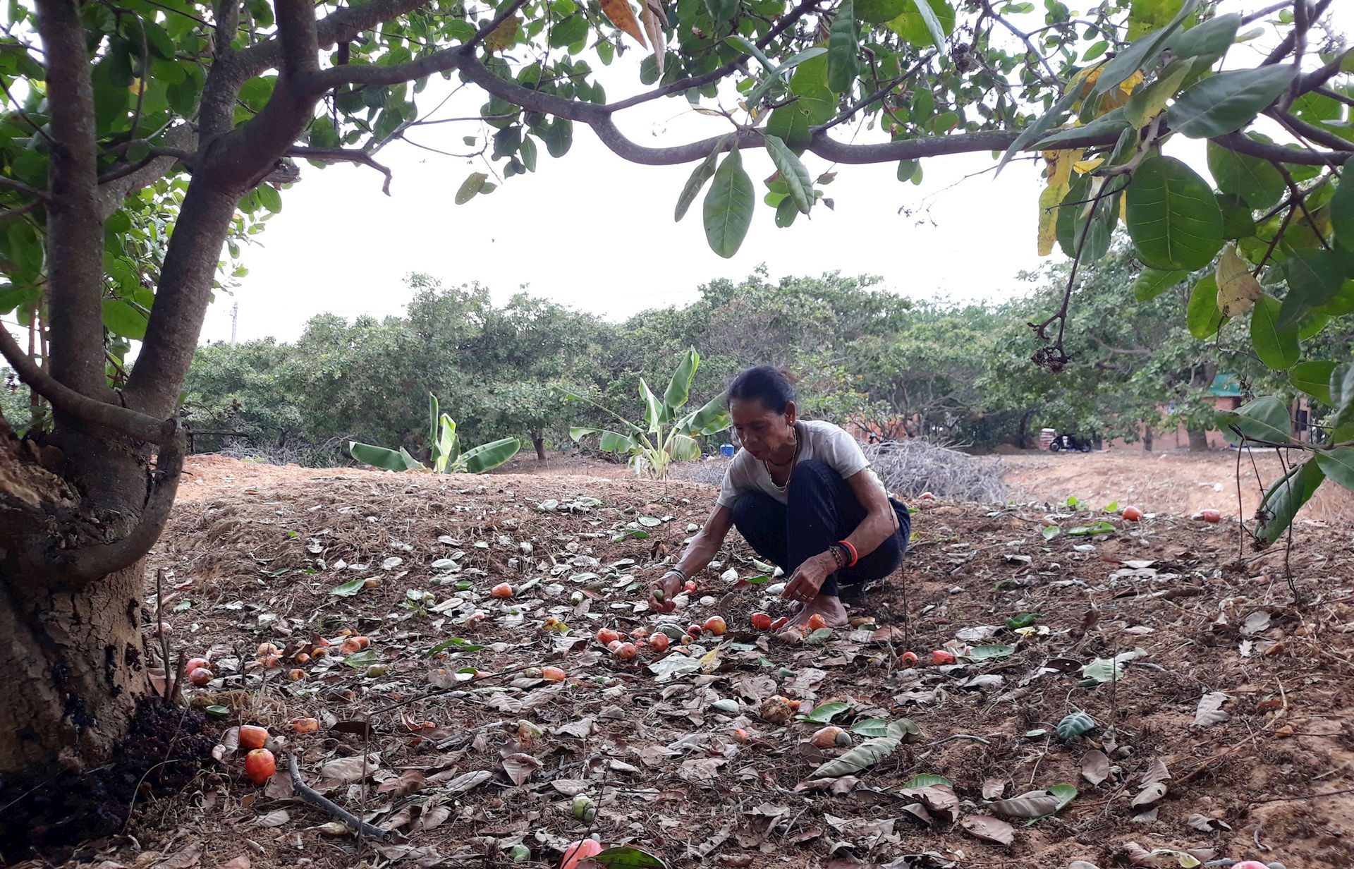 Thứ cây gì đang mùa trái chín rộ, đã mất mùa giá bán lại giảm, nông dân nơi này của Bình Thuận vẫn &quot;khều&quot; - Ảnh 2.