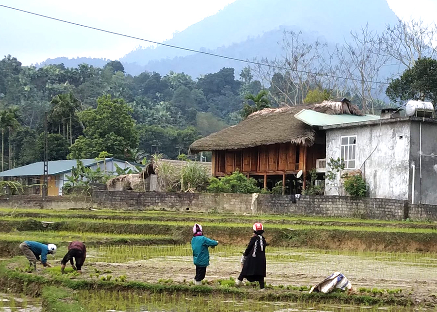 Vì sao ở Hà Giang năm nào được mùa quả cọ thì nông dân thường phải đi mót mạ đường xa? - Ảnh 1.