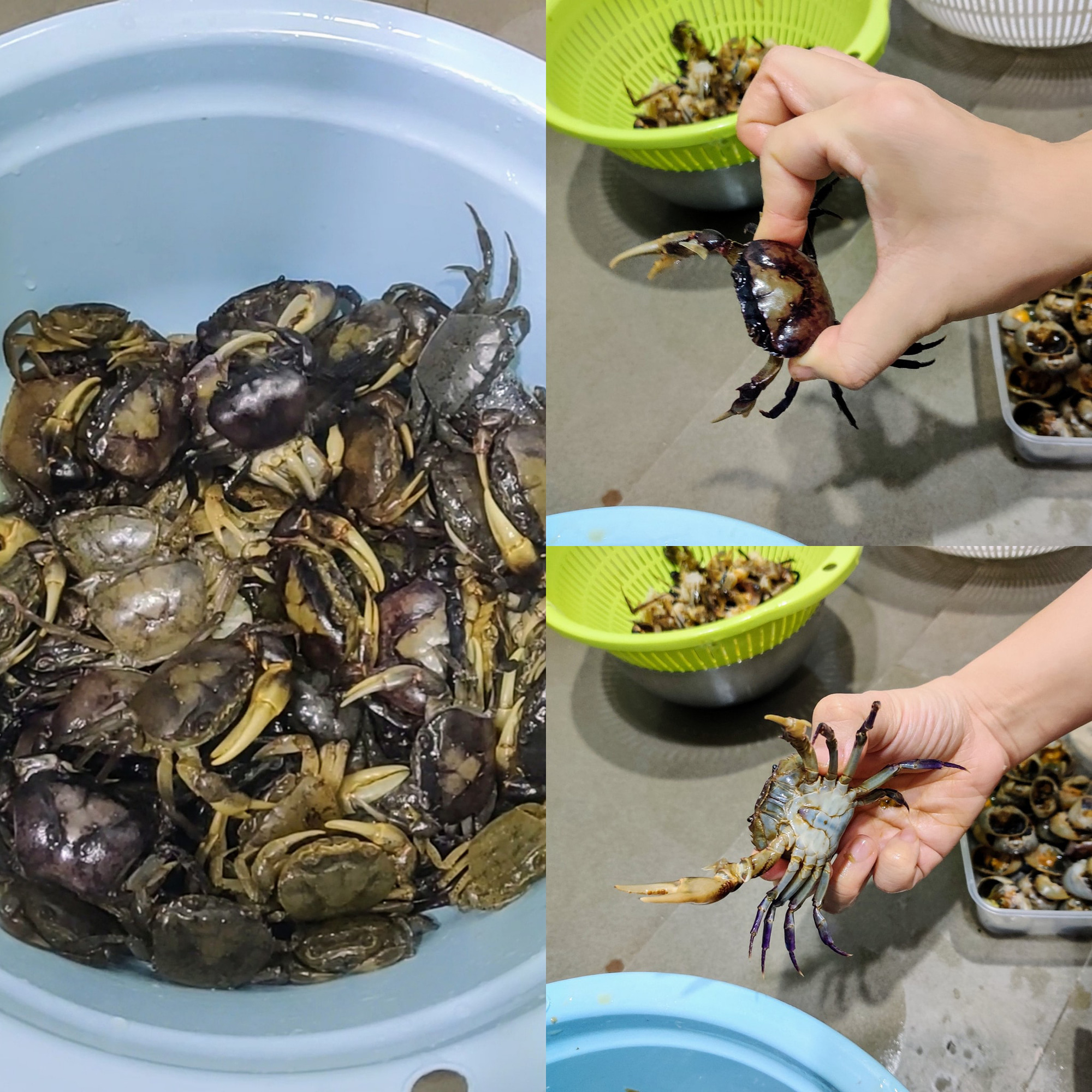 With just this little trick, preliminary processing of field crabs becomes extremely easy - Photo 1.