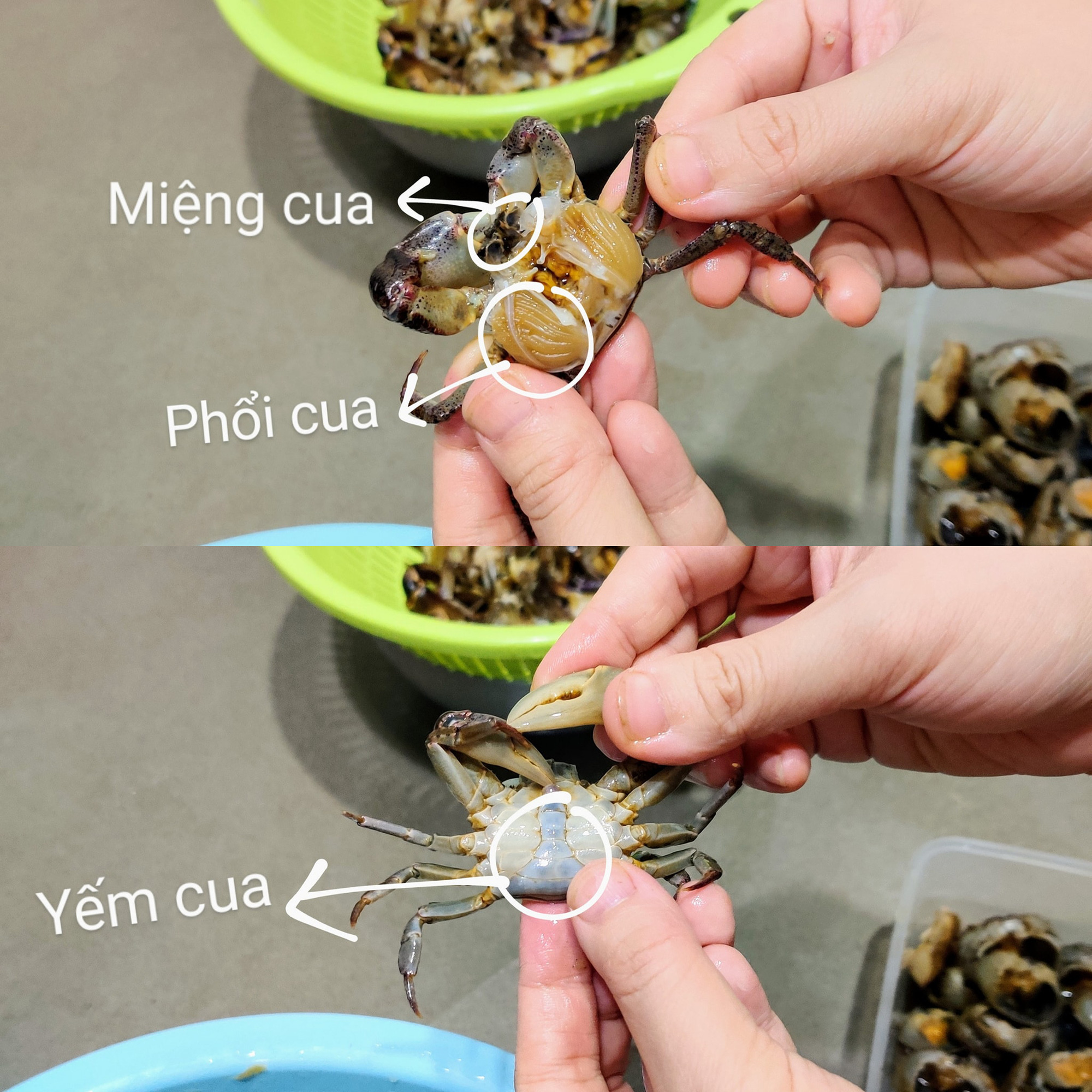 With just this little trick, preliminary processing of field crabs becomes extremely easy - Photo 3.