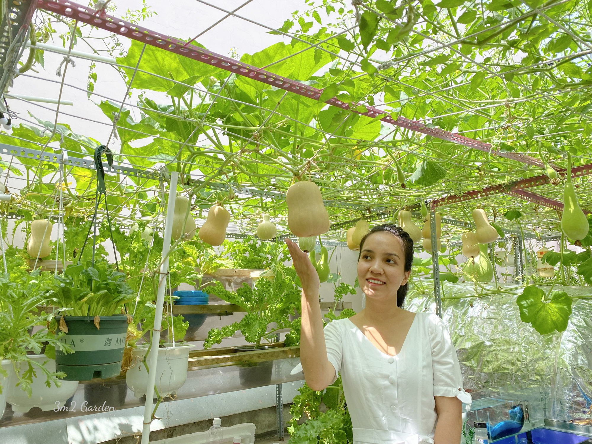 Chia sẻ 61 về mô hình trồng bí đỏ mới nhất  Tin học Đông Hòa