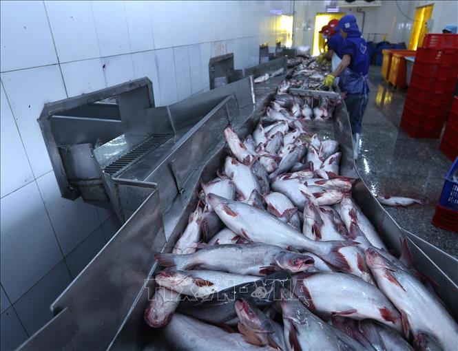 Giá cá tra tăng lên mức 30.000 đồng/kg, mỗi kilogam nông dân lãi 5.000 đồng