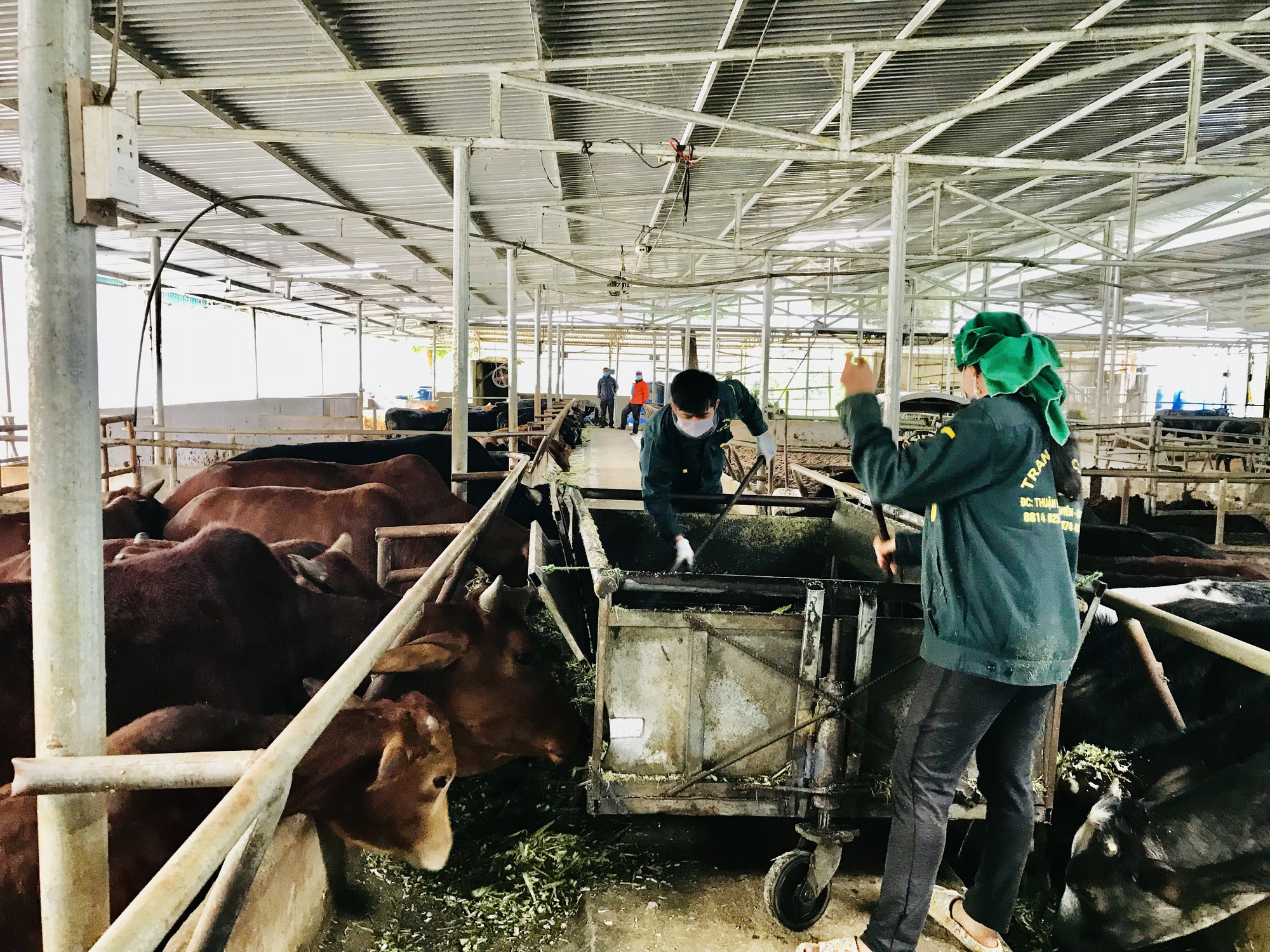 Bỏ Sài Gòn về quê tận Hà Giang kiếm tiền tỷ nhờ nuôi giống bò gì mà ai cũng hỏi &quot;sao nó to thế&quot; - Ảnh 2.