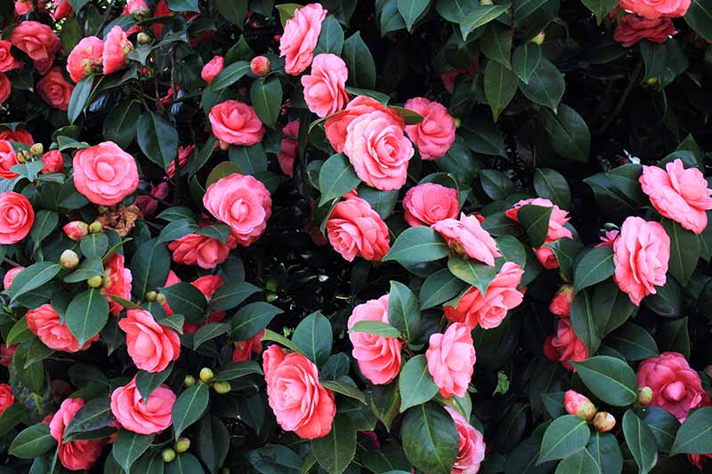 3 điểm mấu chốt để cây cảnh hoa hồng trà phát lộc, nở hoa, dễ tới mức ai cũng làm được - Ảnh 3.