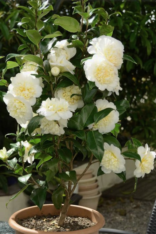3 điểm mấu chốt để cây cảnh hoa hồng trà phát lộc, nở hoa, dễ tới mức ai cũng làm được - Ảnh 4.