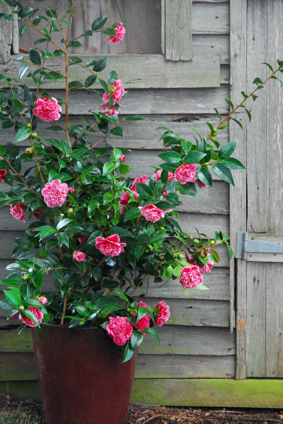 3 điểm mấu chốt để cây cảnh hoa hồng trà phát lộc, nở hoa, dễ tới mức ai cũng làm được - Ảnh 6.