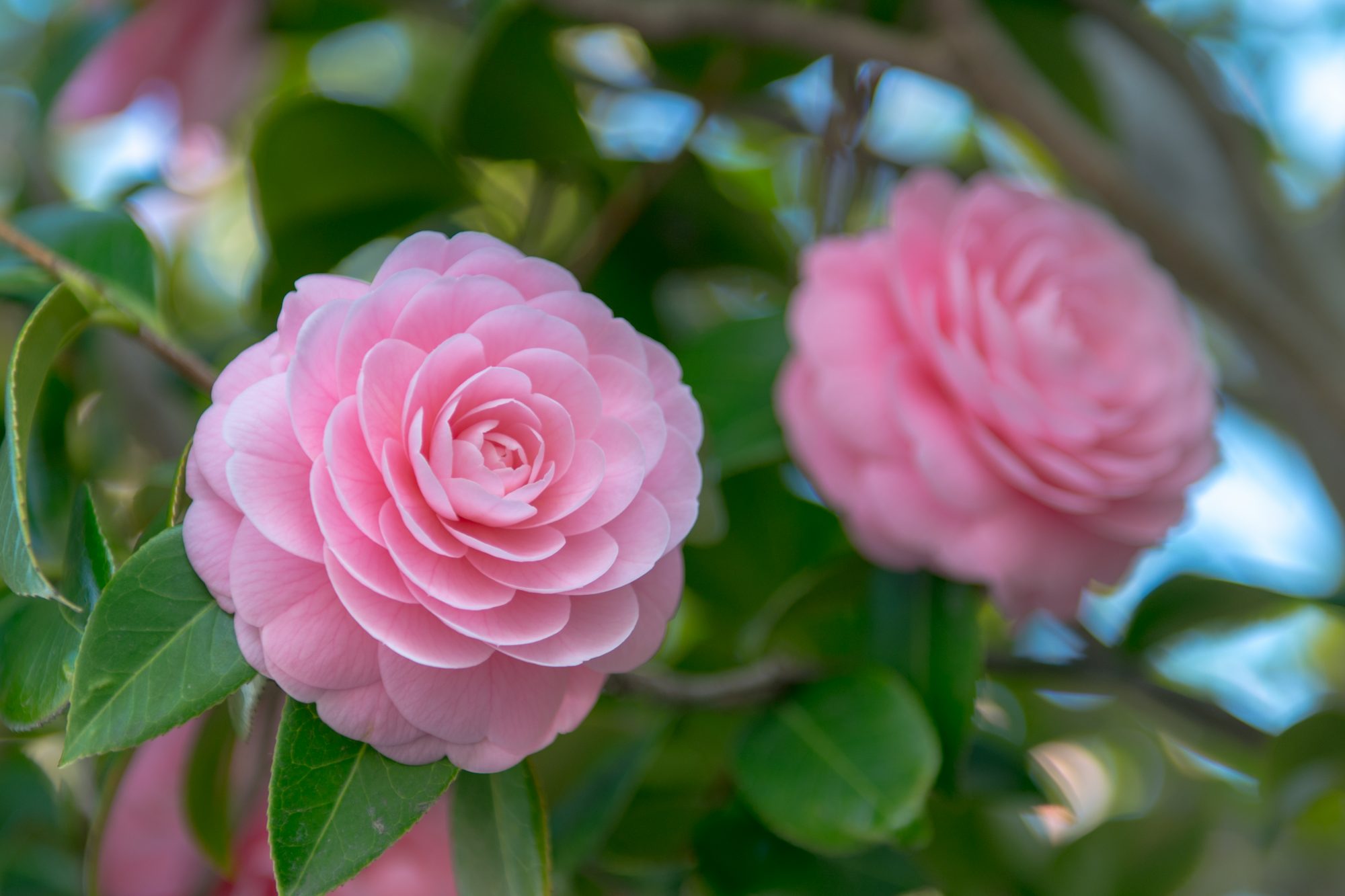 3 điểm mấu chốt để cây cảnh hoa hồng trà phát lộc, nở hoa, dễ tới mức ai cũng làm được - Ảnh 2.