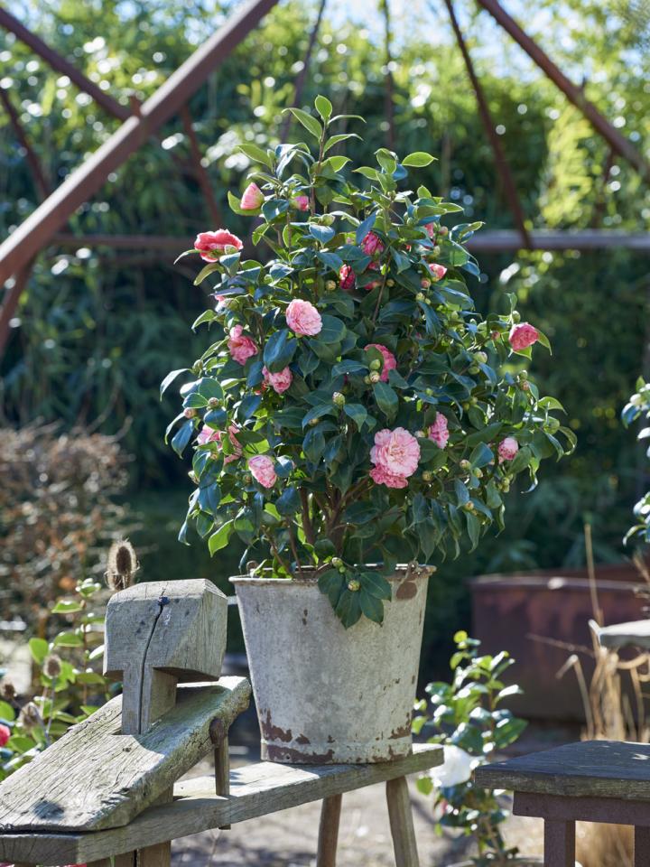 3 điểm mấu chốt để cây cảnh hoa hồng trà phát lộc, nở hoa, dễ tới mức ai cũng làm được - Ảnh 5.