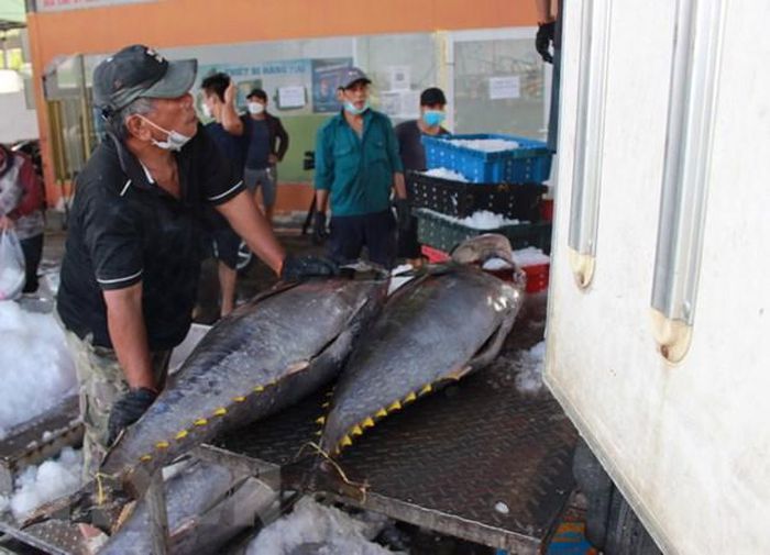 Tận dụng các cơ hội xuất khẩu cá ngừ ra thị trường thế giới - Ảnh 1.