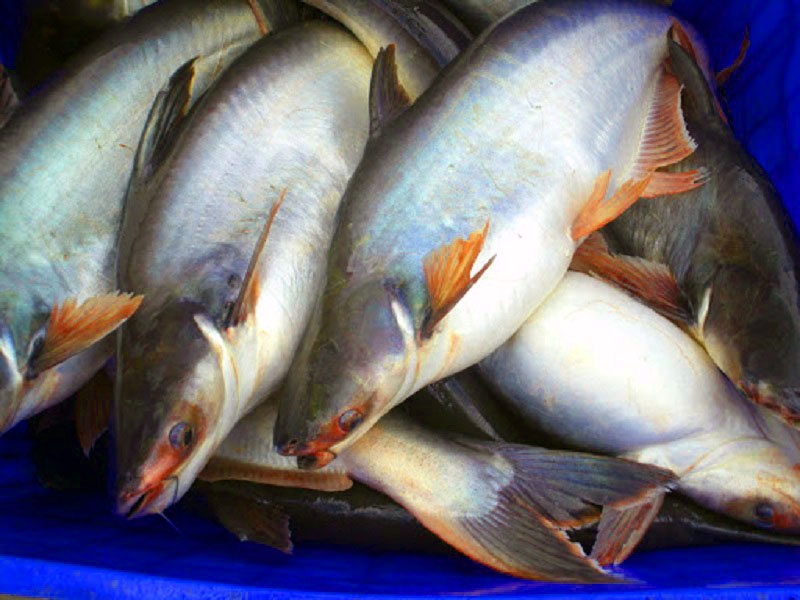 Úc mua đến 99,9%, một loài cá da trơn nuôi nhung nhúc ở Việt Nam tăng giá mạnh - Ảnh 1.