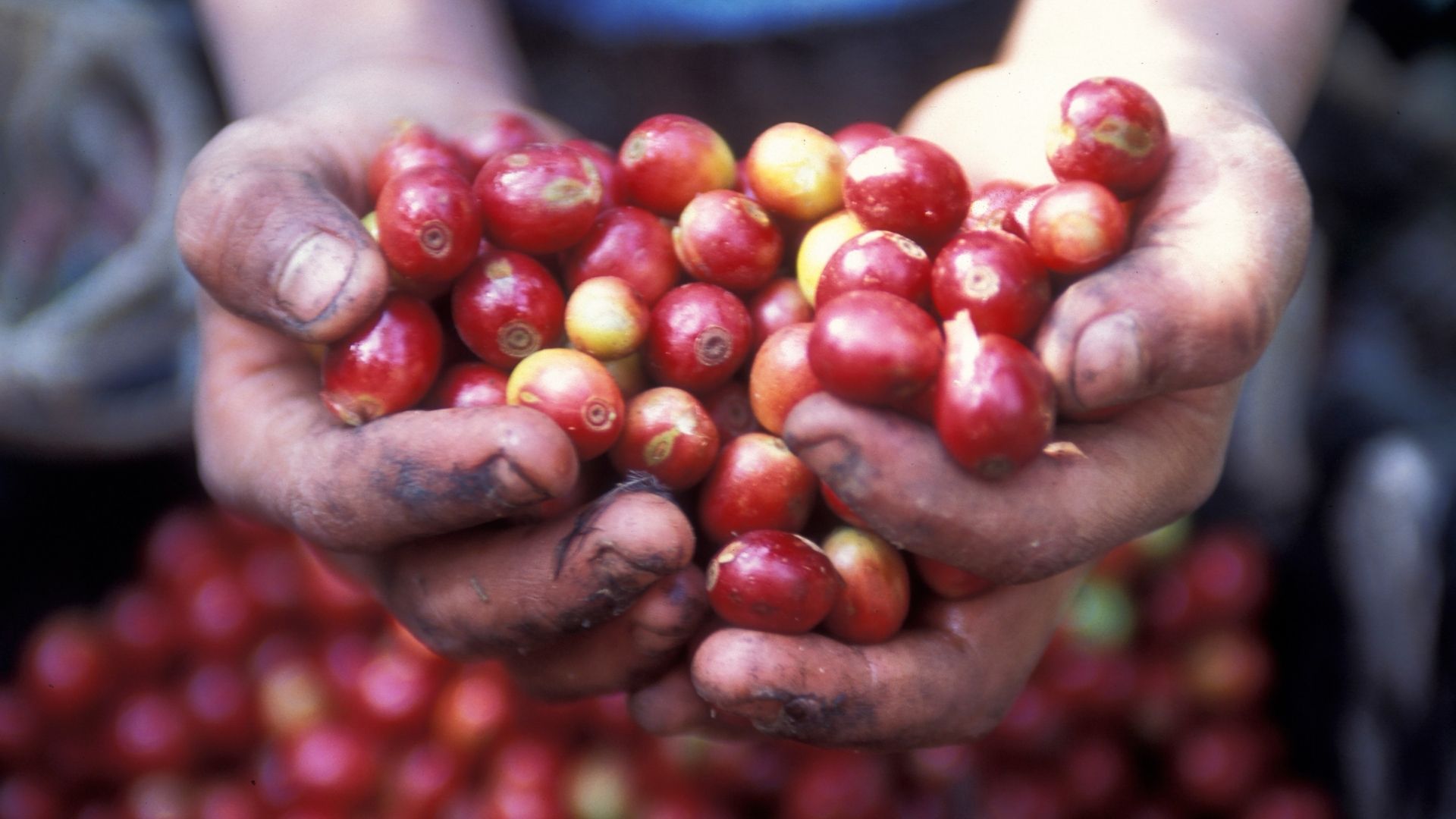 Giá nông sản hôm nay 14/4: Hồ tiêu tiếp đà tăng thêm 500 đồng/kg; cà phê vẫn đi xuống - Ảnh 1.
