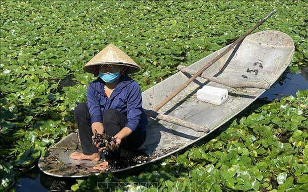 Đây là nơi duy nhất ở tỉnh Thanh Hóa thả 'thứ bèo&quot; ra củ có mấu, làm quà quê bán chạy như tôm tươi