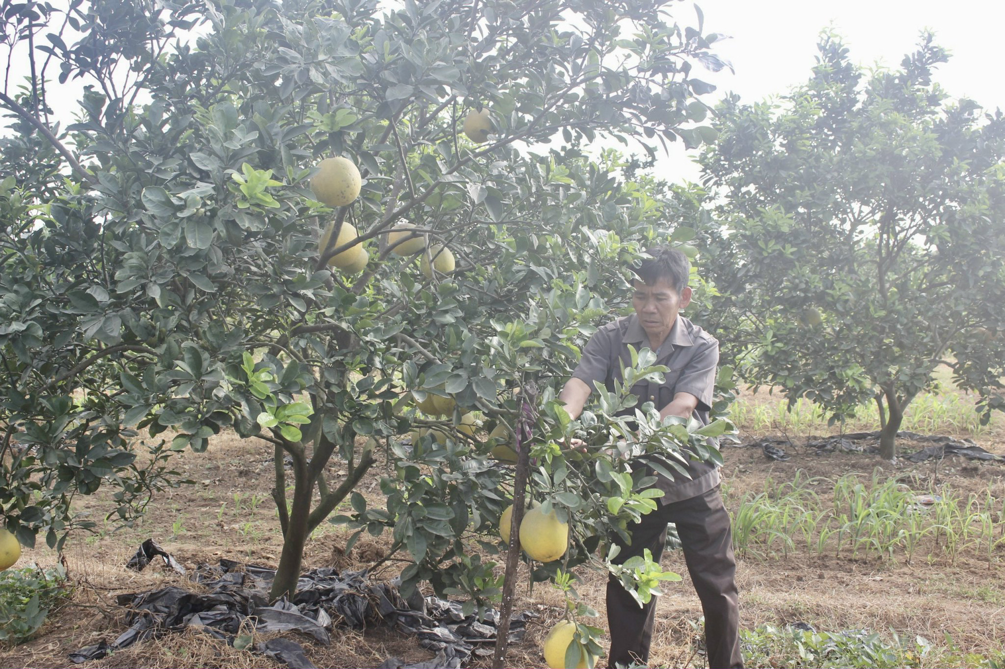 Thanh Hóa: Lão nông biến vùng đất khó thành trang trại tổng hợp, thu hàng trăm triệu mỗi năm - Ảnh 2.