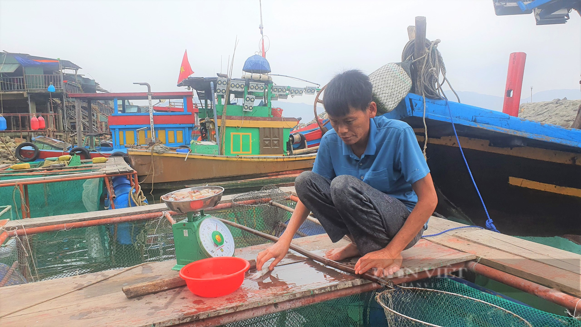 Mực nhảy Vũng Áng (Hà Tĩnh), &quot;níu chân&quot; du khách  - Ảnh 3.