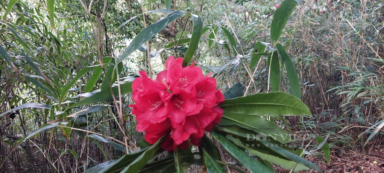 Mãn nhãn ngắm mùa hoa đỗ quyên đẹp như miền cổ tích trên đỉnh Nam Kang Ho Tao - Ảnh 6.