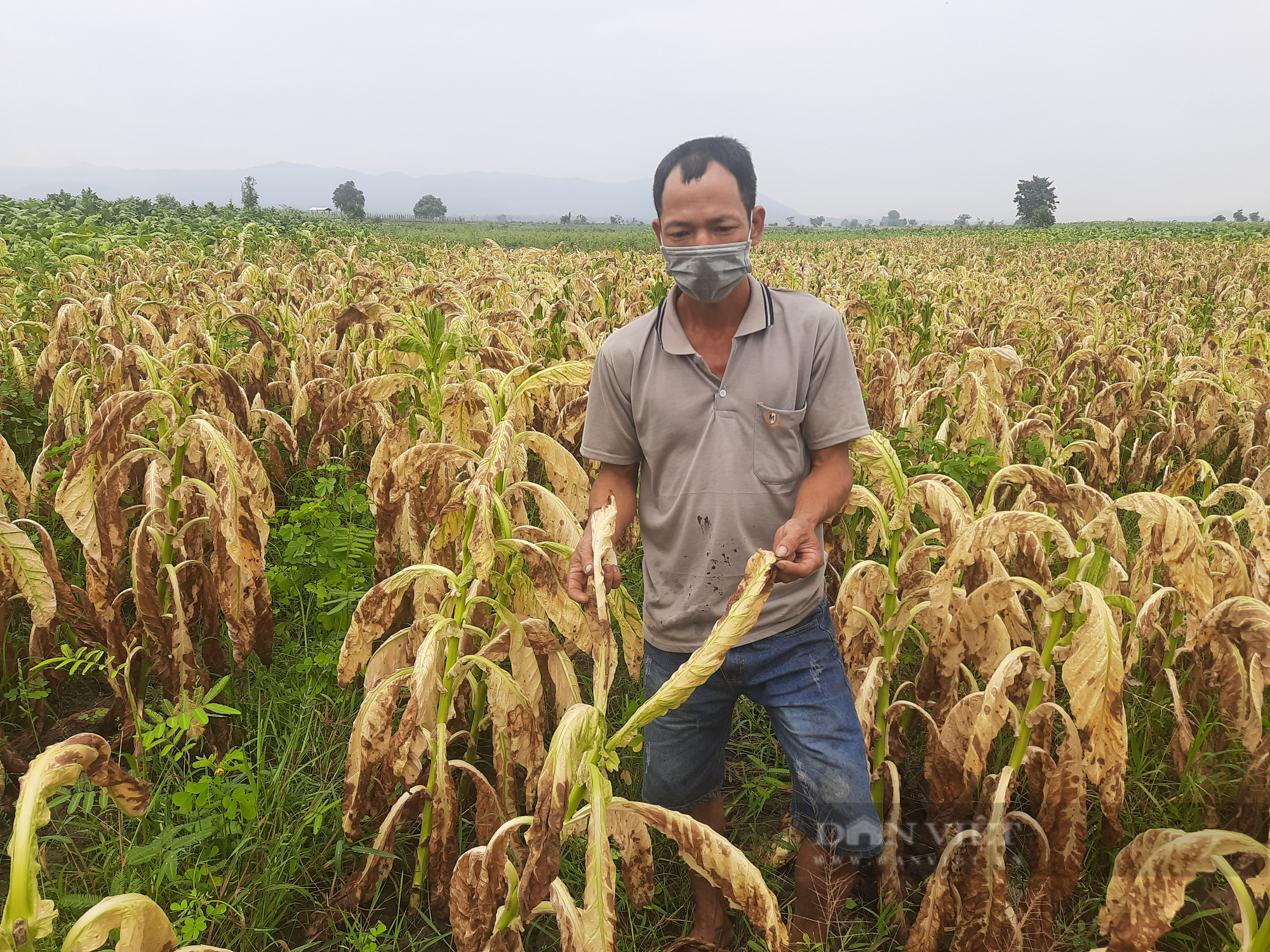 Gia Lai: Nhiều diện tích trồng thuốc lá hư hại nặng nề do mưa lớn, người nông dân điêu đứng - Ảnh 2.