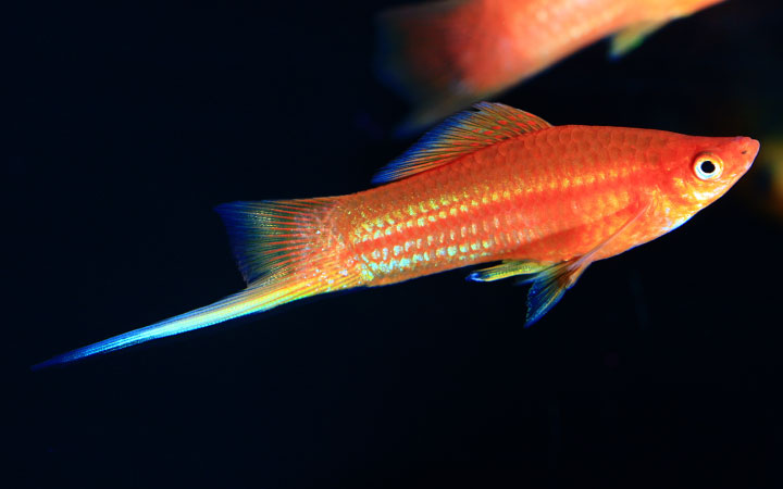 Những loài cá cảnh đã đẹp lại dễ nuôi giúp nhà cửa bội phần sang chảnh, hệ yêu màu sắc chắc sẽ mê tít - Ảnh 5.