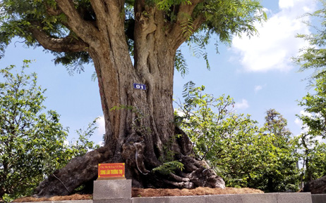 Cây cảnh mọc 2 thân &quot;Song lão trường thọ&quot; ở Đồng Tháp xác lập kỷ lục độc bản ở Việt Nam là loài cây gì?