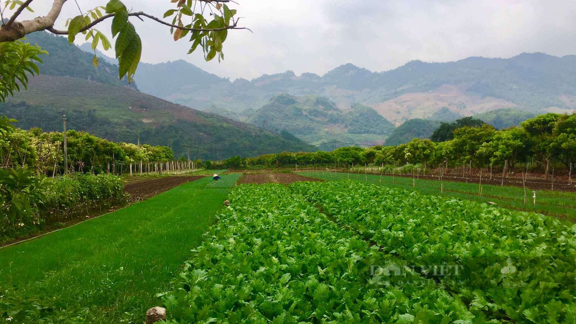 Trồng lung tung các loại rau ngắn trên núi, nông dân lãi đậm - Ảnh 1.