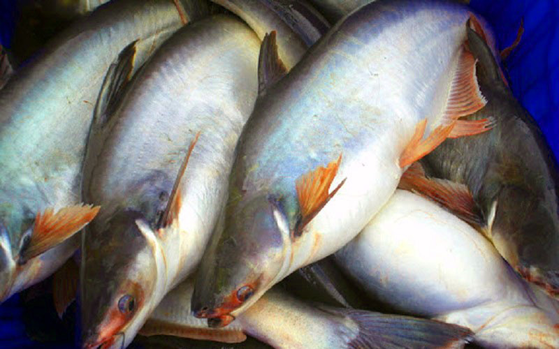 Úc mua đến 99,9%, một loài cá nuôi nhung nhúc tăng giá mạnh