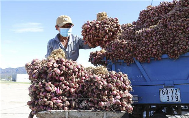 Thứ củ tím, thái ra cay hết mắt này ở Ninh Thuận giá bán tăng gấp đôi năm ngoái, nông dân nhổ mệt mà mừng