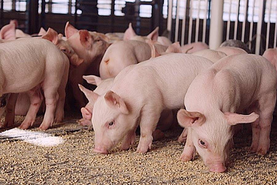 Nga ùn ứ thịt lợn khó xuất, Trung Quốc có thể giảm nhập khẩu thịt tới 20% - Ảnh 1.