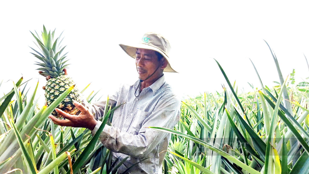 Hậu Giang: Bỏ cây mía, nông dân chuyển sang trồng khóm, lời 100 triệu đồng/ha - Ảnh 1.